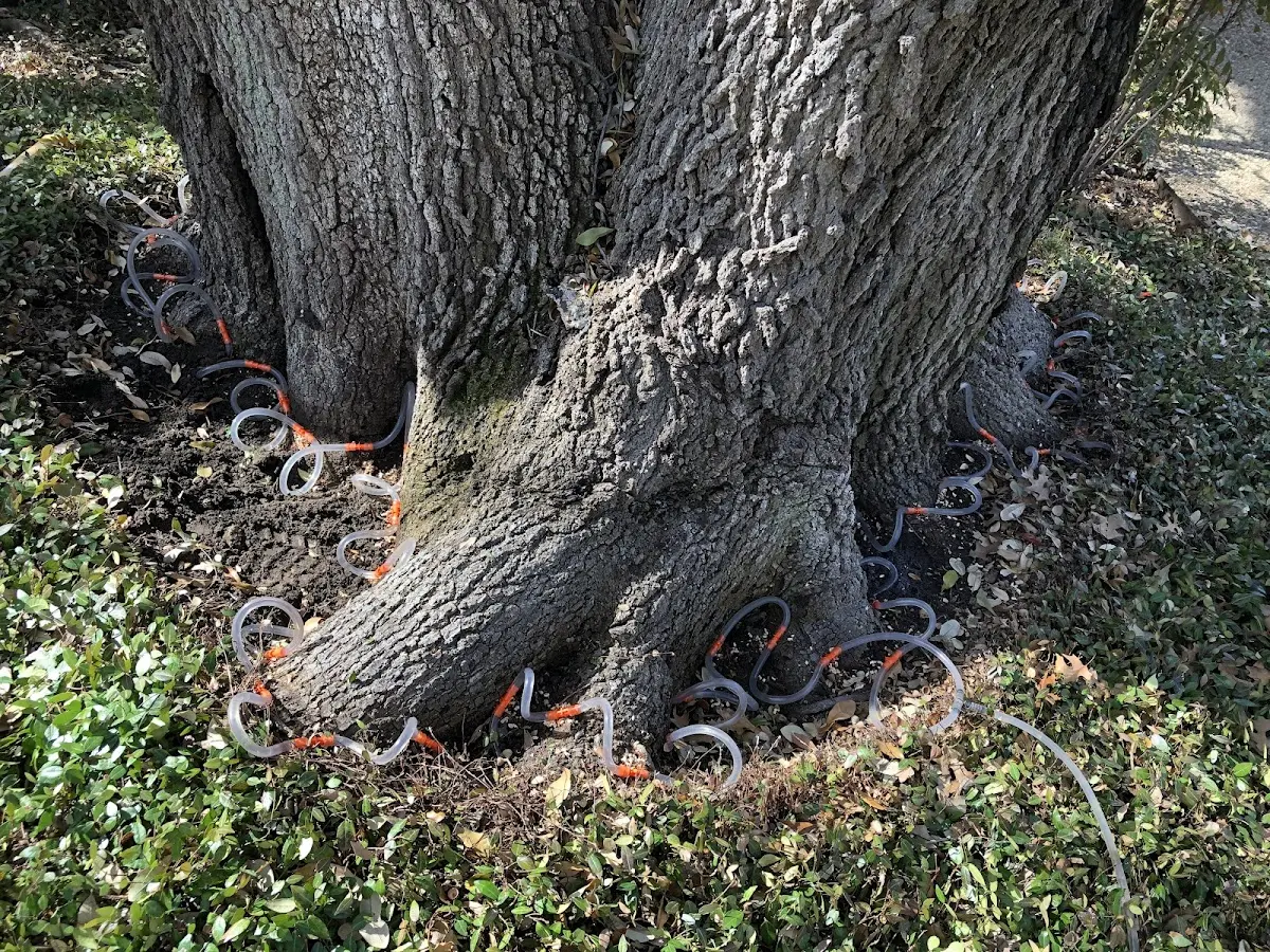 Detailed Tree Cabling and Bracing job site in Cle Elum